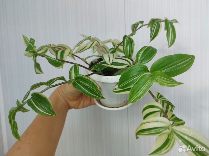 Традесканция