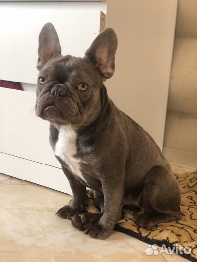 Французский бульдог мини
