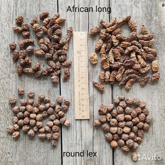 Сортовая чуфа