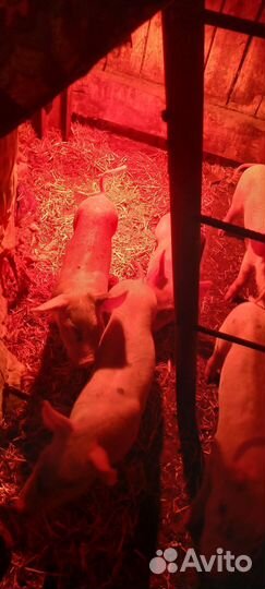 Поросята ландрас /петрен