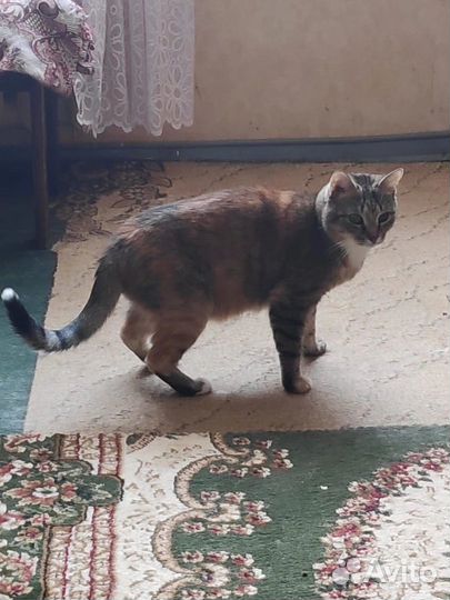 Котики и кошечки