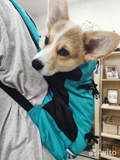 Дорожный рюкзак для собак