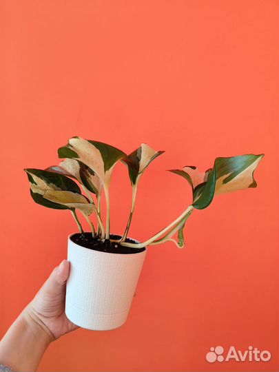 Эпипремнум марбл apple