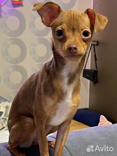 Той-терьер
