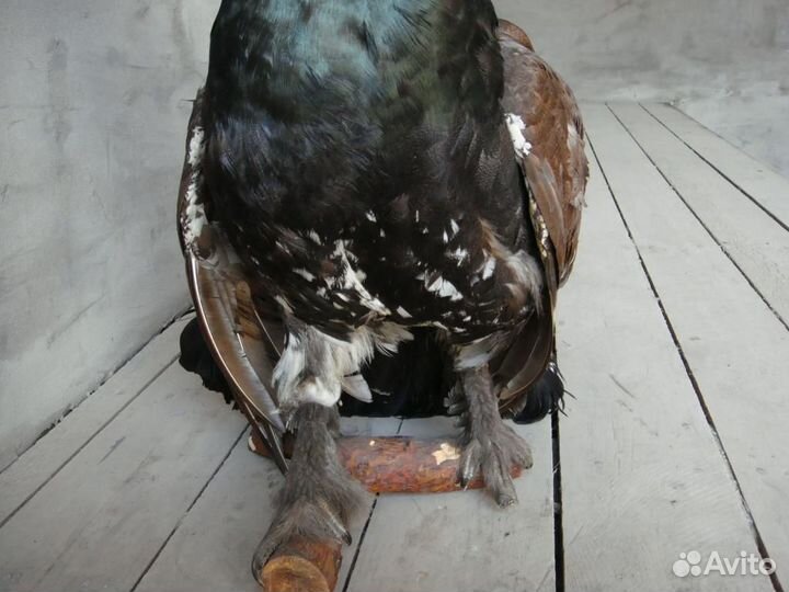 Чучело Глухаря