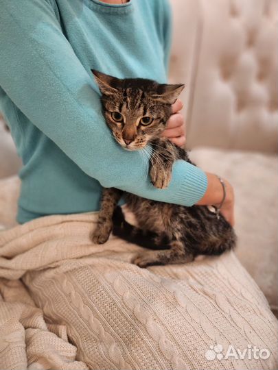 Муся привитая с анализами - идеальный компаньон