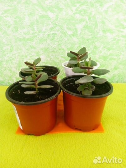 Толстянка денежное дерево