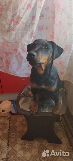 Вязка Ягдтерьер