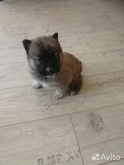 Отдам щенков в добрые руки. Мать и отец на фото