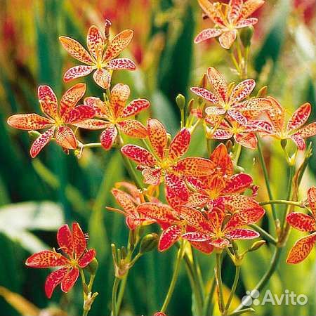 Беламканда тигровая