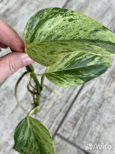 Эпипремнум sp variegated