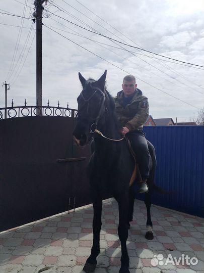 Орловский жеребец