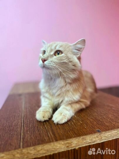 Абрикосовый Абрикос