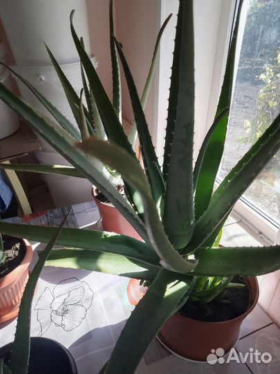 Алоэ лечебный