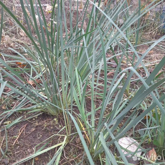 Ирис злаковидный