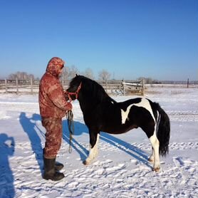 Продается жеребец пони