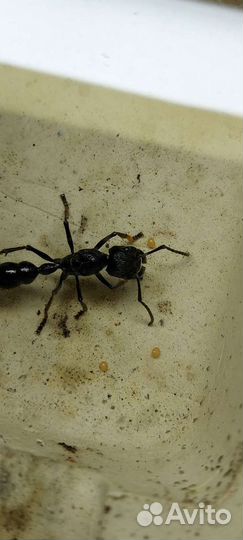 Муравей пуля (Paraponera clavata)