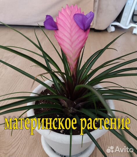 Тилландсия Анита