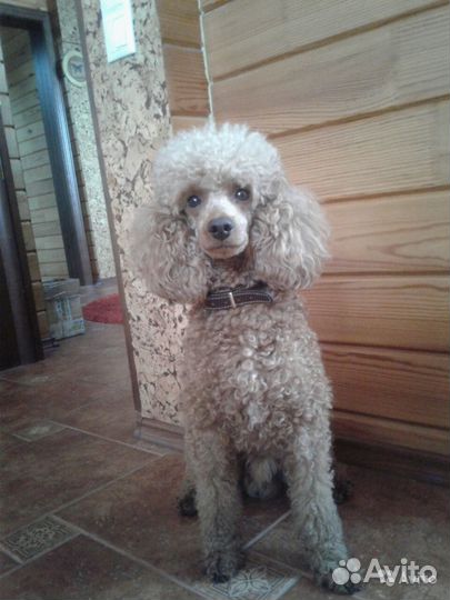 Пудель. Вязка