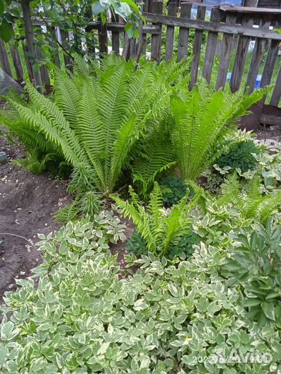 Многолетники-Папоротник Очиток Можжевельник