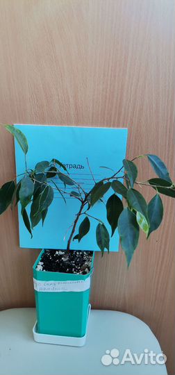 Комнатные домашние растения