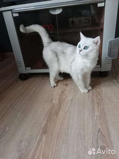 Британский кот и кошечка