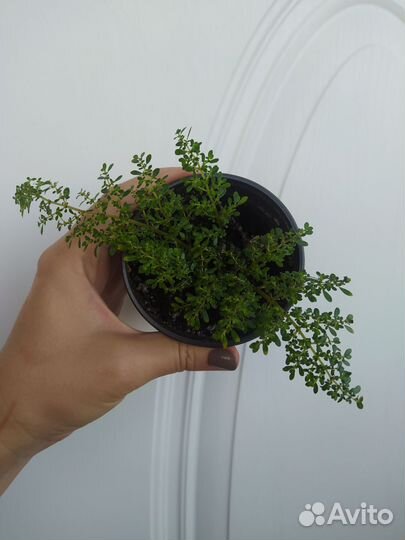 Пилея мелколистная