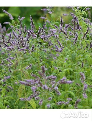 Саженцы мяты ментоловой