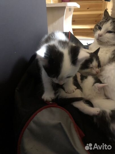 Котята в добрые руки