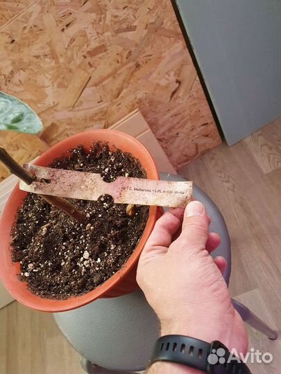 Цитрусовые растения плодоносящие