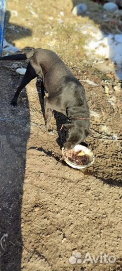 Домашние животные бесплатно собаки