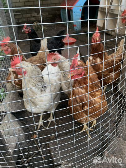 Куры несушки