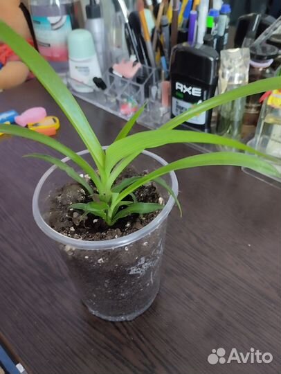 Комнатные цветы