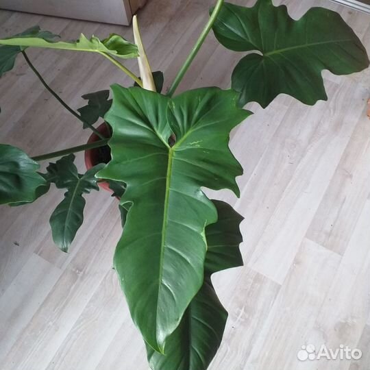 Комнатные цветы