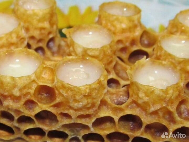 Маточкино молочко