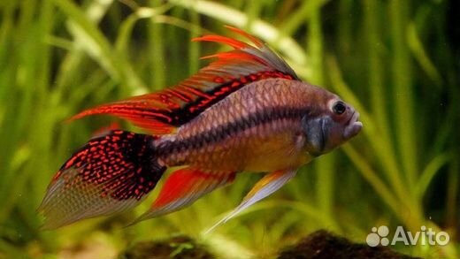 Аквариумные рыбки