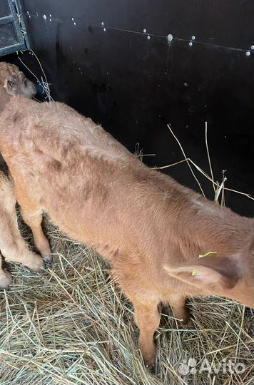 С Бычки телята на откорм