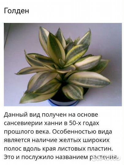 Сансевиерия голден Ханни