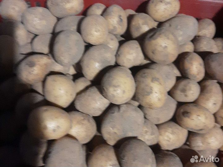 Фермерские продукты