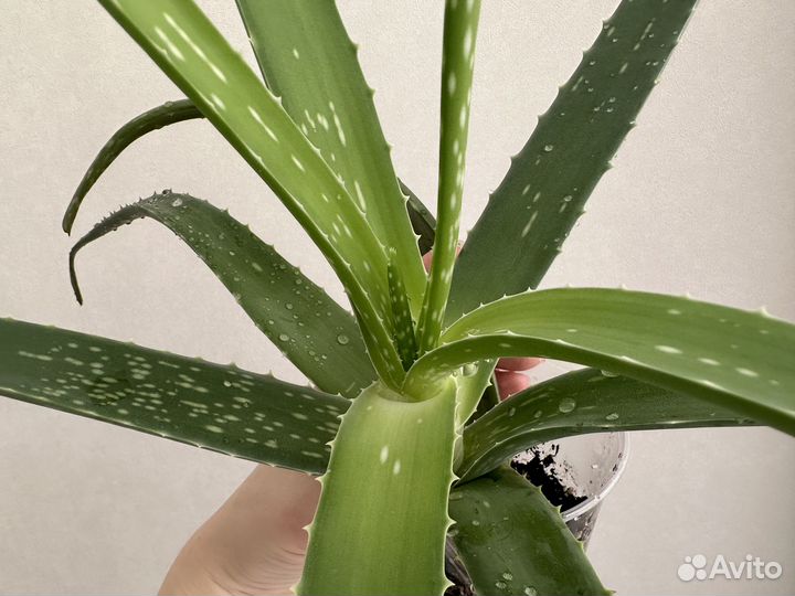 Алоэ Вера взрослое