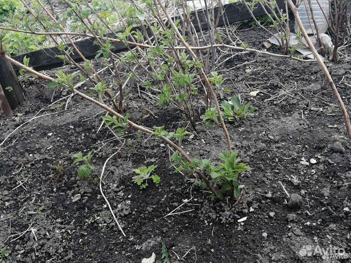 Ремонтантная малина