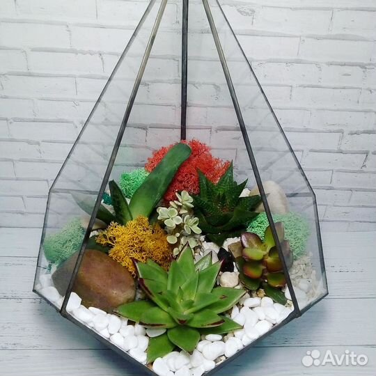 Флорариум, суккуленты, растения