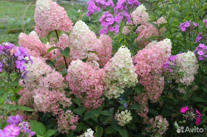 Метельчатые гортензии много сортов
