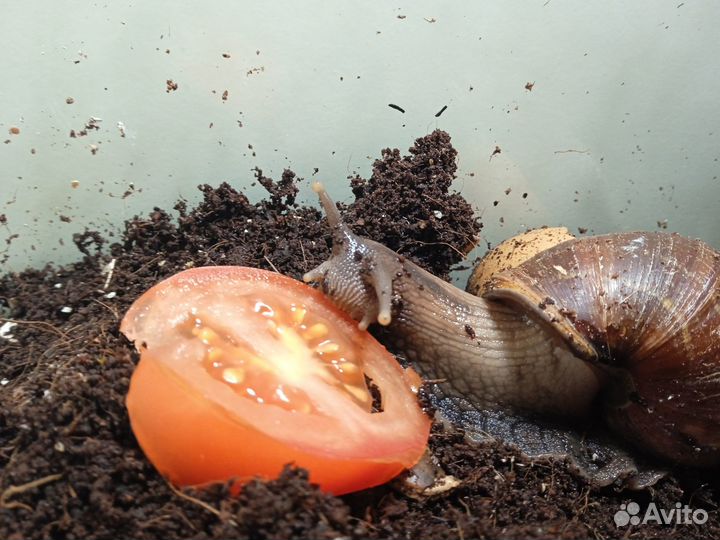 Улитки ахатины