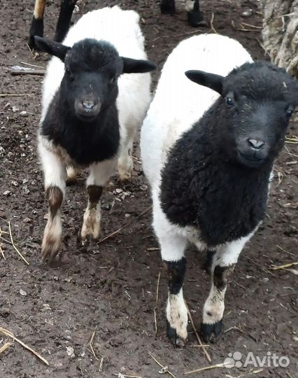 Овцы бараны ягнята дорпер