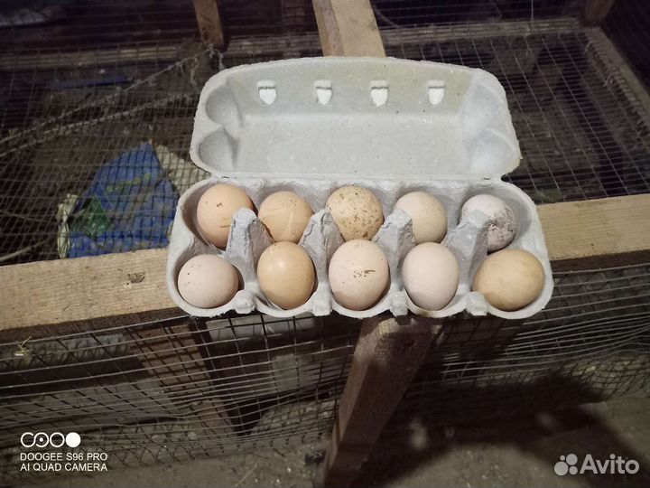 Столовое яйцо цесарки и охотничьего фазана