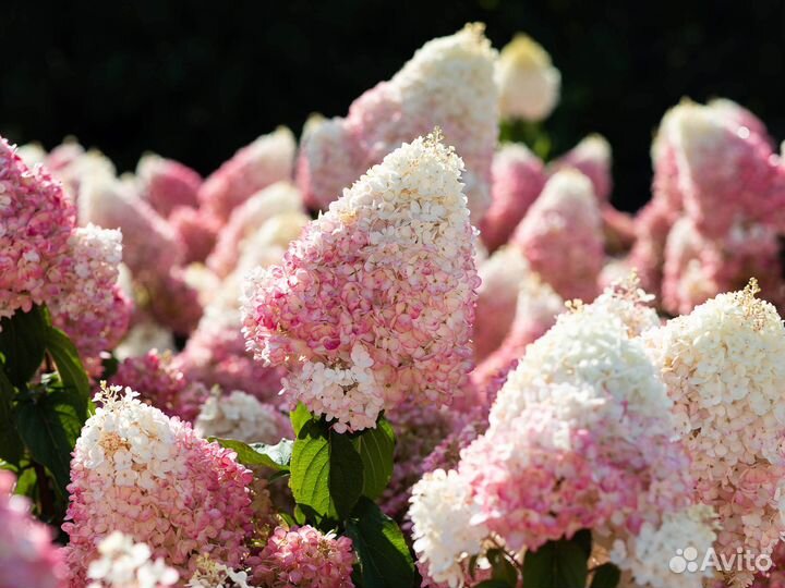 Сортовые Гортензии Оптом с Питомника