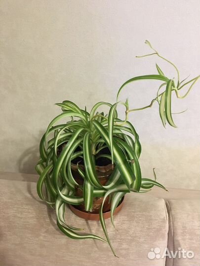 Хлорофитум кудрявый Бонни