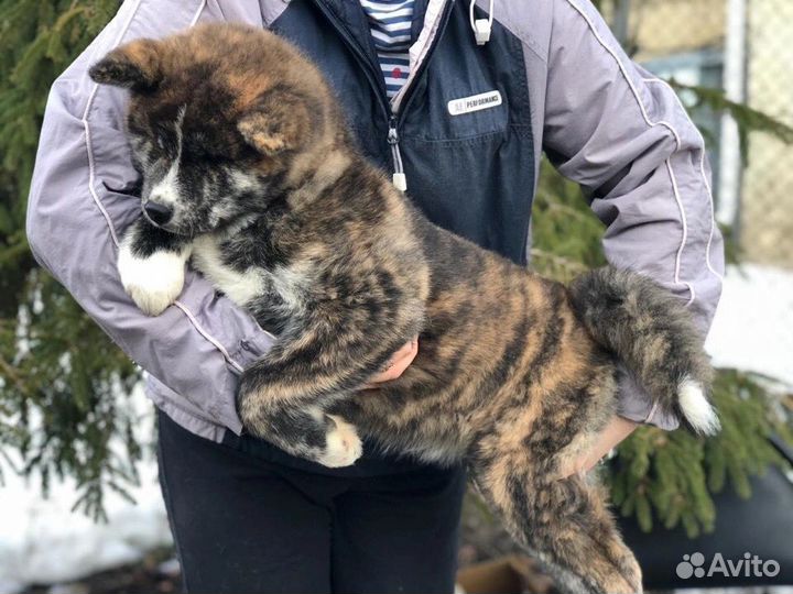 Щенки акита ину