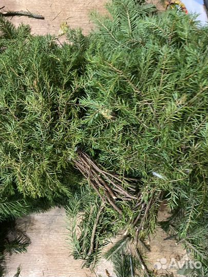 Можжевельник и пихта для бани оптом